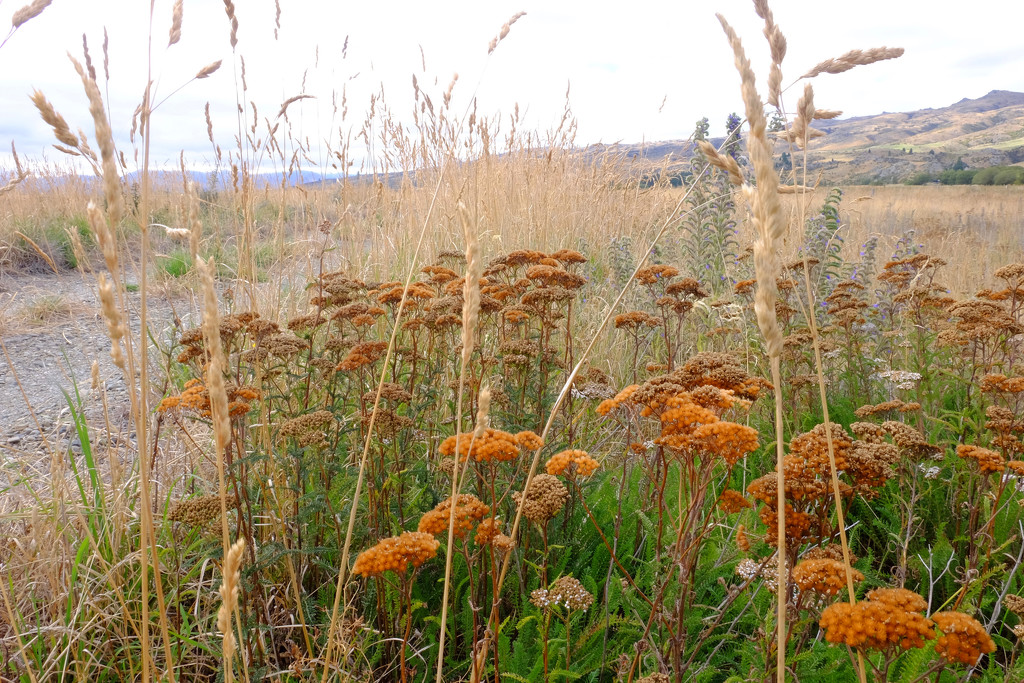 Trailside weeds by dkbarnett