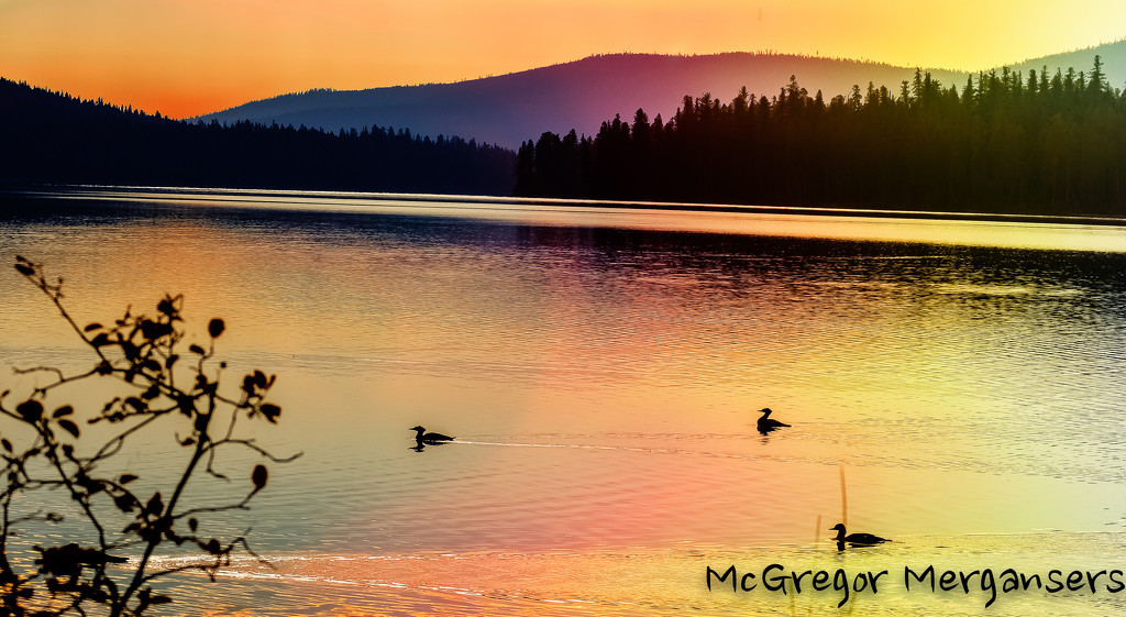 Mergansers by 365karly1