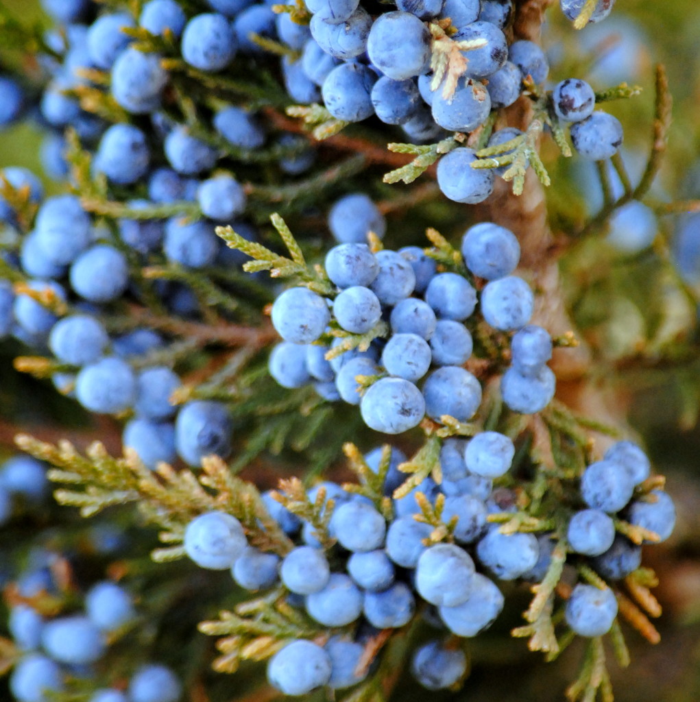 Blue Berries, but not Blueberries by genealogygenie
