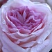 Pink Rose by deborahsimmerman