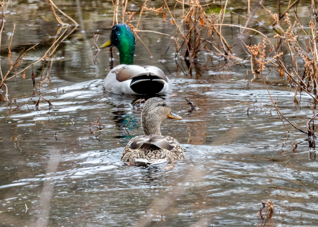 Two Mallards by rminer