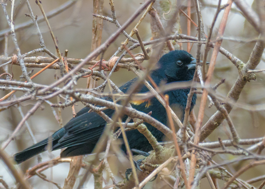 Red-winged Blackbird in a thicket by rminer