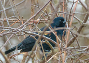 20th Mar 2017 - Red-winged Blackbird in a thicket