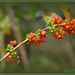 Coprosma berries by dide