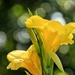 Sunlit lily by kiwinanna