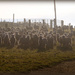 More sheep ... by dkbarnett