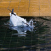 BIB (Bird In Bath) by fotoblah