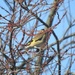Goldfinch by mattjcuk