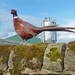 Pheasant  by shirleybankfarm