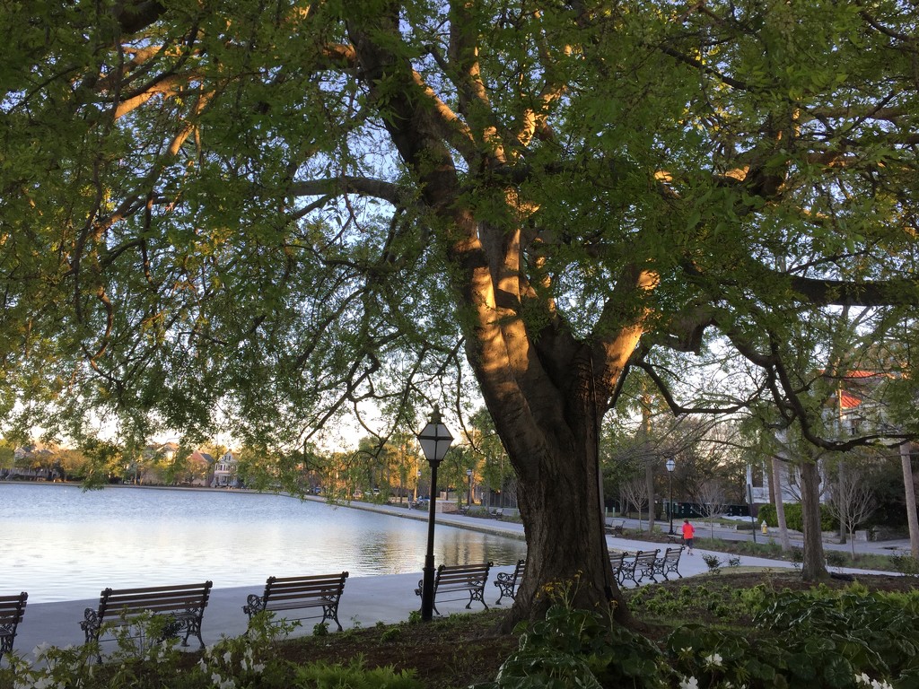 Our grand old hackberry tree at Colonial Lake Park is leading out now. by congaree