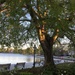 Our grand old hackberry tree at Colonial Lake Park is leading out now. by congaree