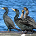 Cormorant Gathering  by seattlite