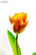 21st Mar 2017 - Orange tulips