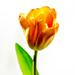 Orange tulips by elisasaeter
