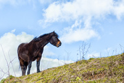 21st Mar 2017 - 2017-03-21 - Dartmoor Pony