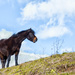 2017-03-21 - Dartmoor Pony by pamknowler