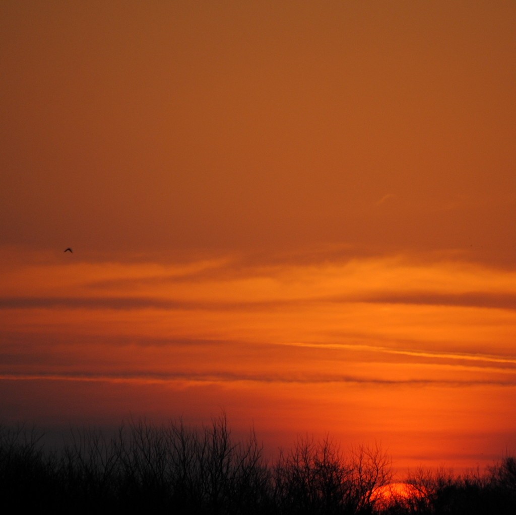 Orange Sunrise by genealogygenie