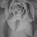 succulent in b&w by jackies365
