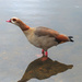 Strange duck! by bigmxx
