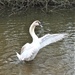 Another swan! by bigmxx