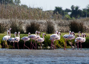 21st Mar 2017 - Group of Flamingos