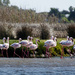Group of Flamingos by salza