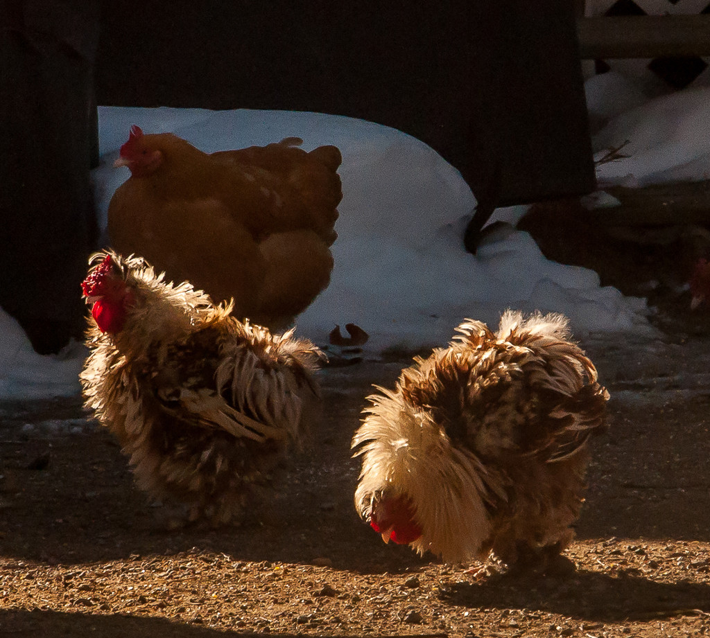 Frizzle chickens by joansmor