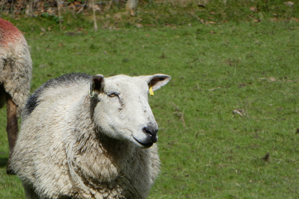 Sheepie! by anniesue