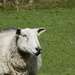 Sheepie! by anniesue