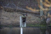 21st Mar 2017 - Wood duck ResidentsLHG_2508 