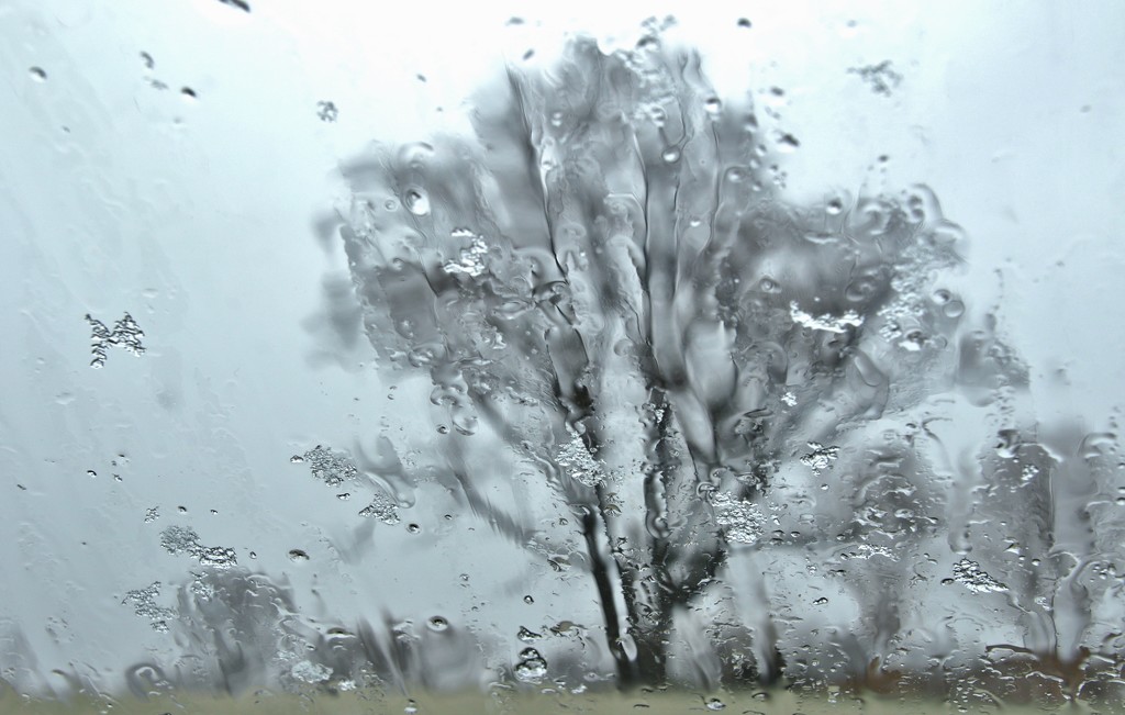 wet tree by lynnz