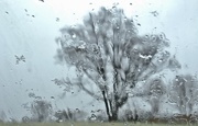 21st Mar 2017 - wet tree
