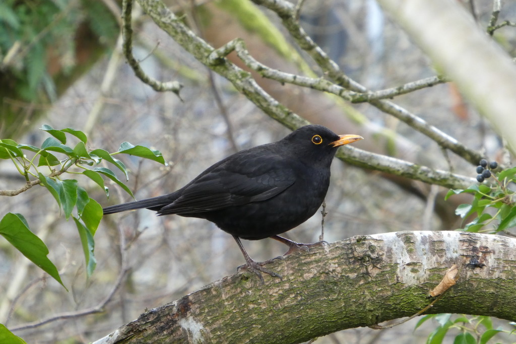 blackbird by anniesue