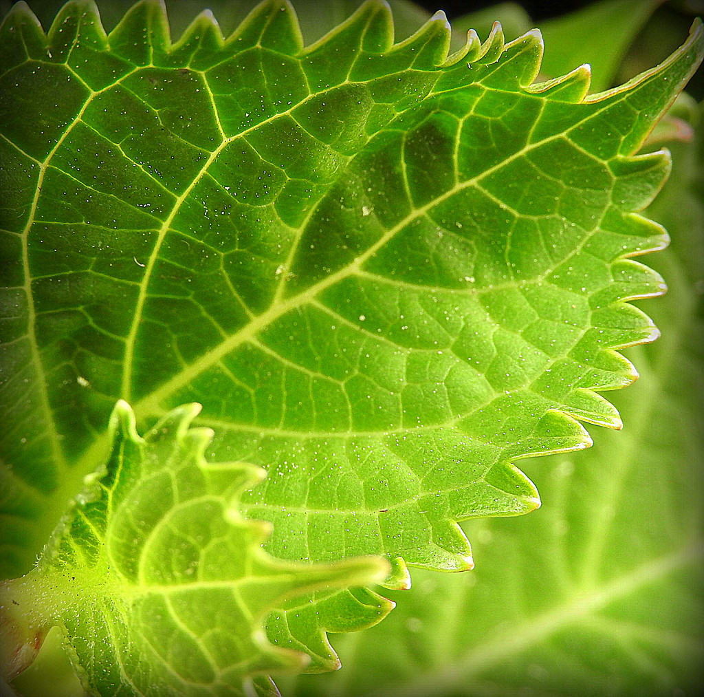 Green Leaf by homeschoolmom