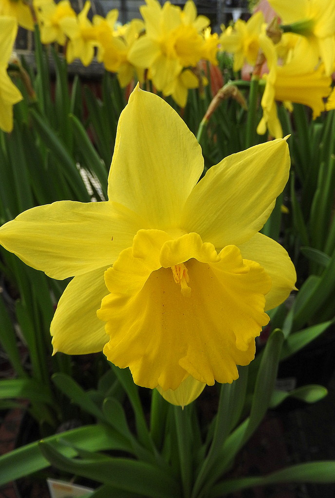 Lowe's Still has Daffodils by homeschoolmom