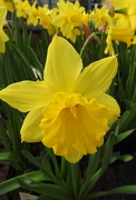 22nd Mar 2017 - Lowe's Still has Daffodils