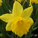 Lowe's Still has Daffodils by homeschoolmom