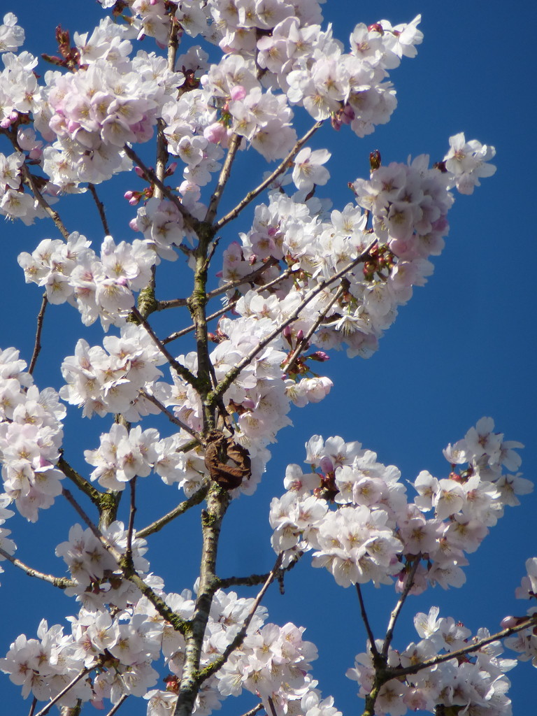  Beautiful  against blossom the blue sky... by snowy