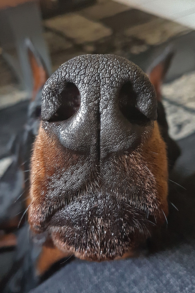 What a big nose you have! by fayefaye