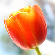 21st Mar 2017 - Tulipan
