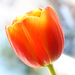 Tulipan by cherrymartina