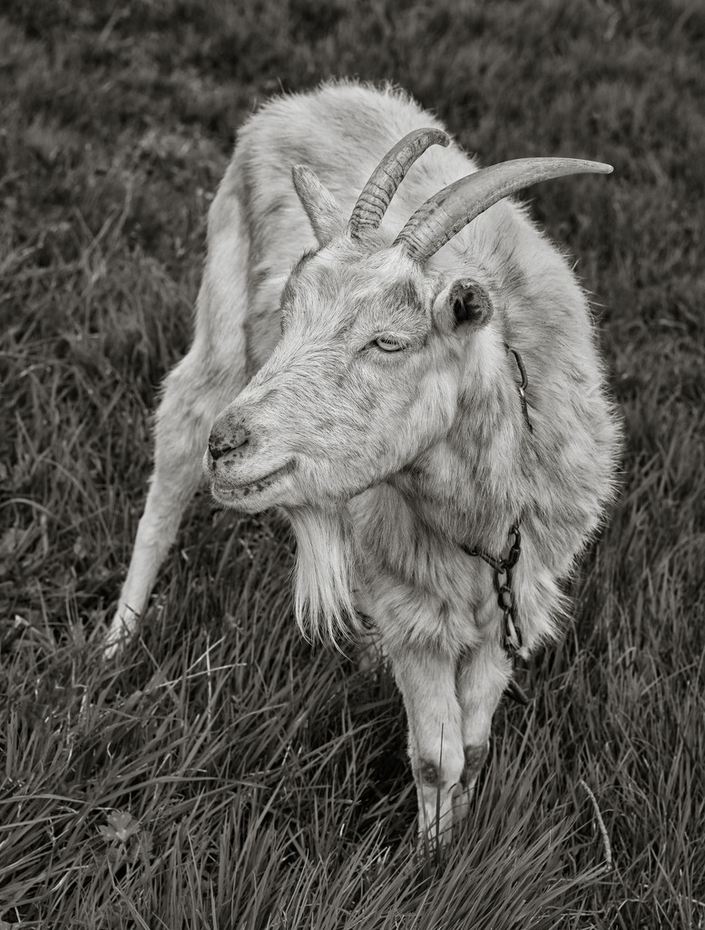 PLAY March - Fuji 60mm f/2.4: Nanny Goat! by vignouse
