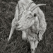 PLAY March - Fuji 60mm f/2.4: Nanny Goat! by vignouse