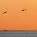Pelicans & sunset by ingrid01