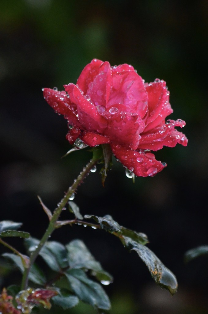Raindrops on roses.... by kdrinkie