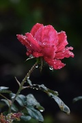 21st Mar 2017 - Raindrops on roses....