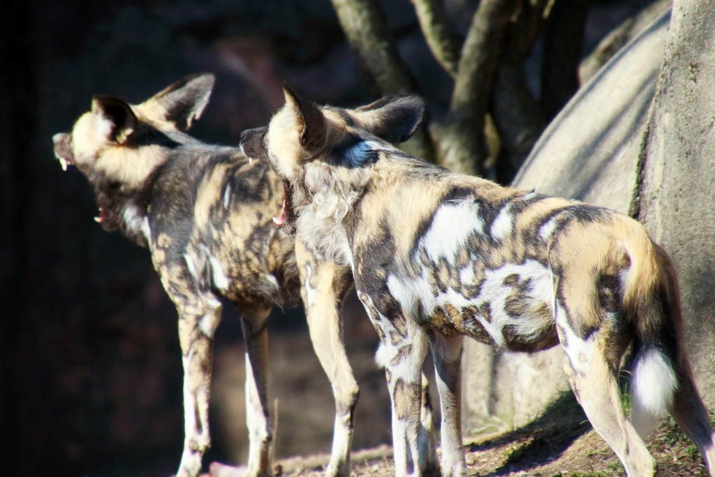 African Painted Dogs  by randy23
