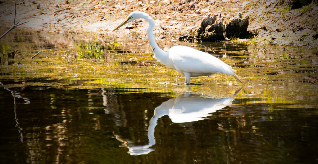 Egret on the Lake! by rickster549