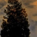 Pine Tree Shot #19 - Sunrise by skipt07