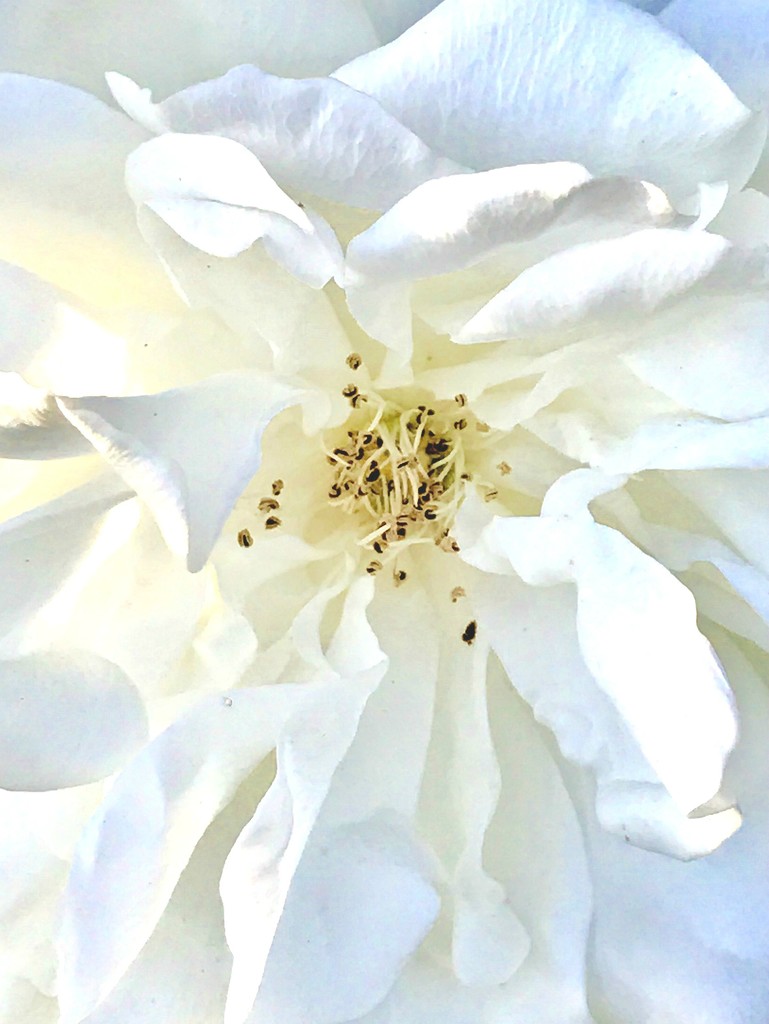 White Iceberg Rose by gardenfolk